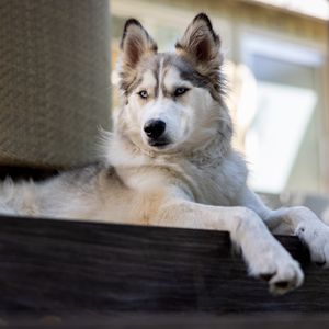 Preview wallpaper husky, dog, pet, glance