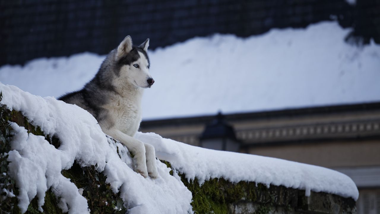 Wallpaper husky, dog, pet, snow, roof