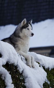 Preview wallpaper husky, dog, pet, snow, roof