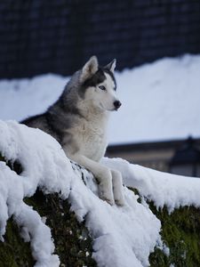 Preview wallpaper husky, dog, pet, snow, roof