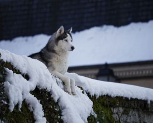 Preview wallpaper husky, dog, pet, snow, roof