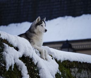 Preview wallpaper husky, dog, pet, snow, roof