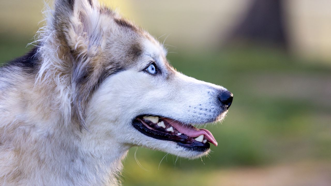 Wallpaper husky, dog, pet, protruding tongue, glance, blur