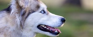 Preview wallpaper husky, dog, pet, protruding tongue, glance, blur