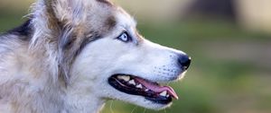 Preview wallpaper husky, dog, pet, protruding tongue, glance, blur