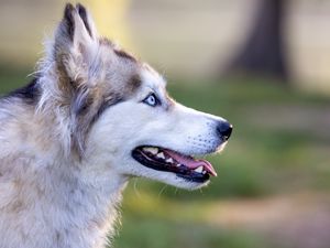 Preview wallpaper husky, dog, pet, protruding tongue, glance, blur