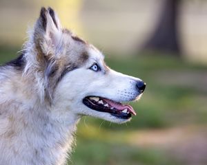 Preview wallpaper husky, dog, pet, protruding tongue, glance, blur