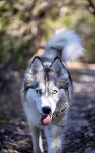 Preview wallpaper husky, dog, pet, protruding tongue, funny