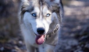 Preview wallpaper husky, dog, pet, protruding tongue, funny