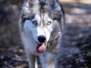 Preview wallpaper husky, dog, pet, protruding tongue, funny