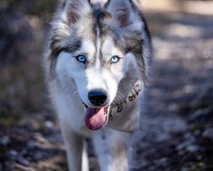 Preview wallpaper husky, dog, pet, protruding tongue, funny