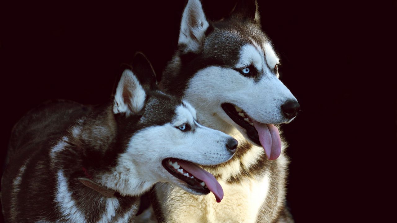 Wallpaper husky, dog, protruding tongue, dogs, couple