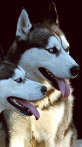 Preview wallpaper husky, dog, protruding tongue, dogs, couple