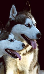 Preview wallpaper husky, dog, protruding tongue, dogs, couple