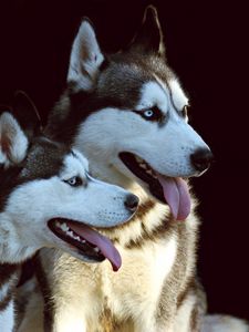 Preview wallpaper husky, dog, protruding tongue, dogs, couple