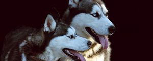 Preview wallpaper husky, dog, protruding tongue, dogs, couple