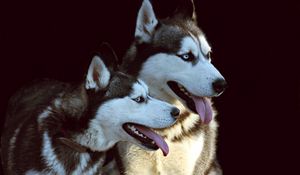 Preview wallpaper husky, dog, protruding tongue, dogs, couple