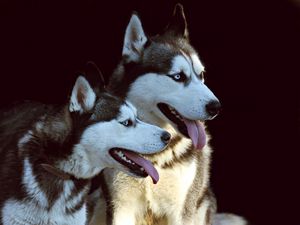 Preview wallpaper husky, dog, protruding tongue, dogs, couple