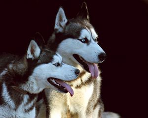 Preview wallpaper husky, dog, protruding tongue, dogs, couple