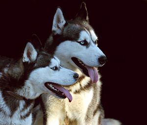 Preview wallpaper husky, dog, protruding tongue, dogs, couple