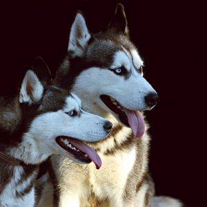 Preview wallpaper husky, dog, protruding tongue, dogs, couple