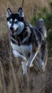 Preview wallpaper husky, dog, protruding tongue, running