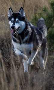 Preview wallpaper husky, dog, protruding tongue, running