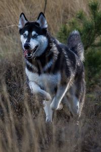 Preview wallpaper husky, dog, protruding tongue, running