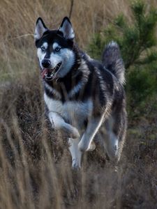 Preview wallpaper husky, dog, protruding tongue, running