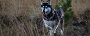 Preview wallpaper husky, dog, protruding tongue, running