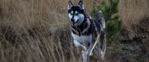 Preview wallpaper husky, dog, protruding tongue, running