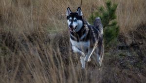 Preview wallpaper husky, dog, protruding tongue, running