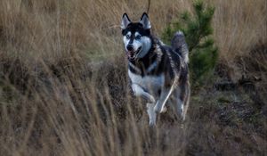 Preview wallpaper husky, dog, protruding tongue, running