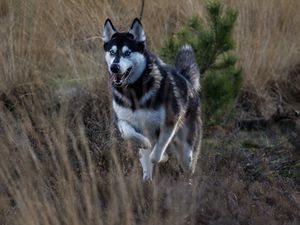 Preview wallpaper husky, dog, protruding tongue, running