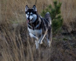 Preview wallpaper husky, dog, protruding tongue, running