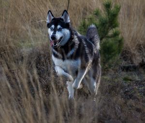 Preview wallpaper husky, dog, protruding tongue, running