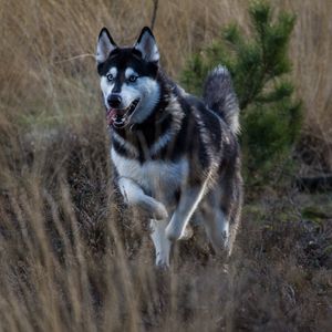 Preview wallpaper husky, dog, protruding tongue, running