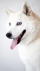 Preview wallpaper husky, dog, protruding tongue, white