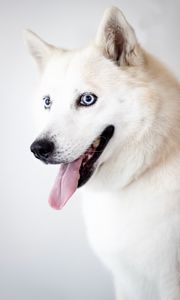 Preview wallpaper husky, dog, protruding tongue, white