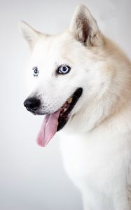 Preview wallpaper husky, dog, protruding tongue, white