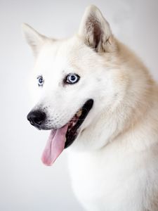 Preview wallpaper husky, dog, protruding tongue, white