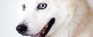 Preview wallpaper husky, dog, protruding tongue, white