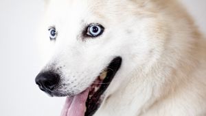 Preview wallpaper husky, dog, protruding tongue, white