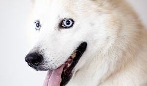 Preview wallpaper husky, dog, protruding tongue, white