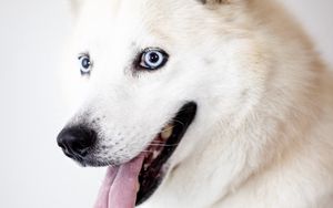 Preview wallpaper husky, dog, protruding tongue, white