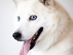 Preview wallpaper husky, dog, protruding tongue, white