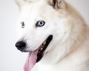 Preview wallpaper husky, dog, protruding tongue, white