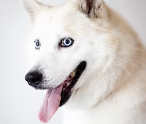 Preview wallpaper husky, dog, protruding tongue, white