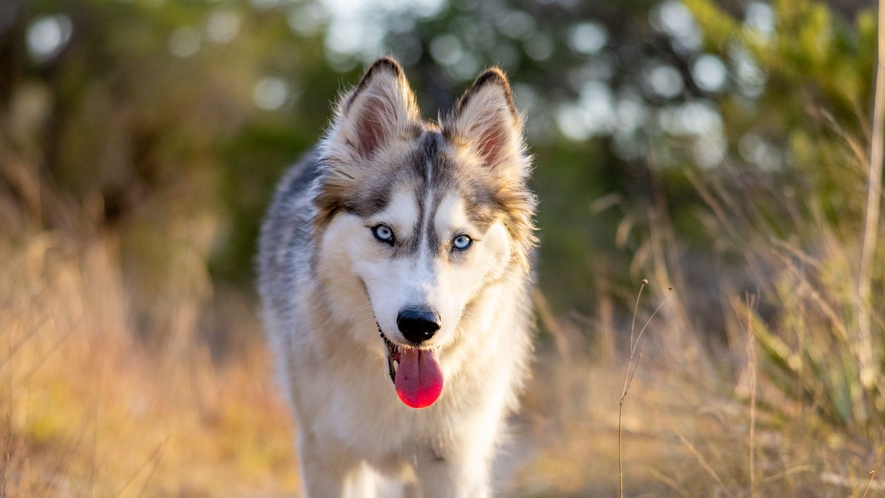 Wallpaper husky, dog, protruding tongue, animal, pet, cute