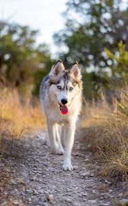 Preview wallpaper husky, dog, protruding tongue, animal, pet, cute